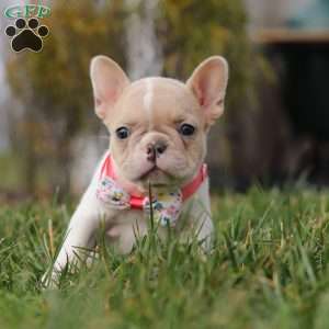 Angela, French Bulldog Puppy